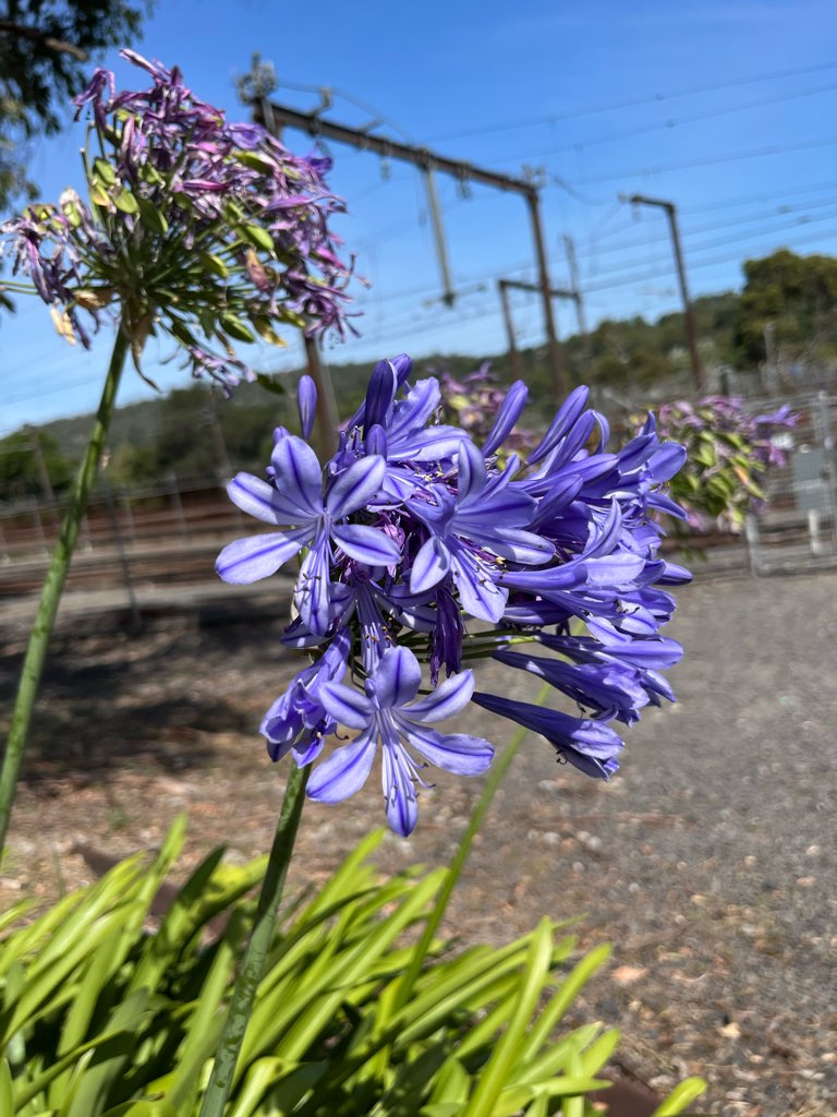 道の傍に咲いていたお花