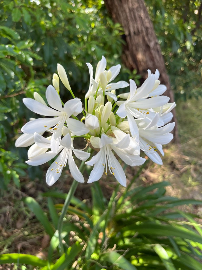 道の傍に咲いていたお花