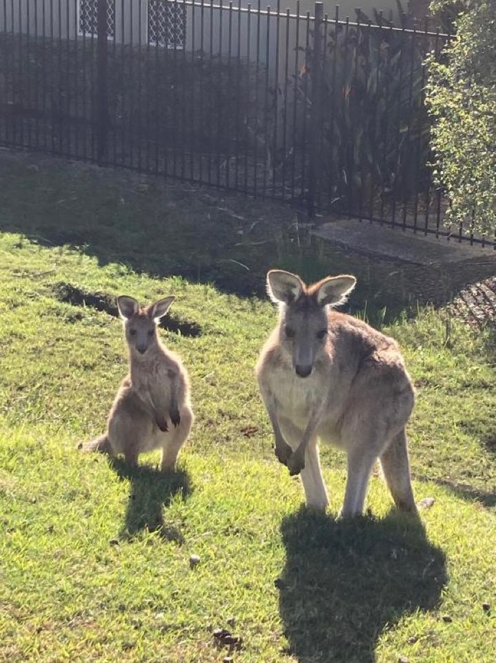 私が撮った野生のカンガルーの写真
